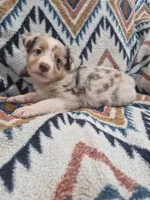 Red, a male Miniature Australian Shepherd for sale in Lake Charles, LA – 4 of 5