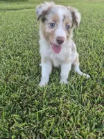 Red, a male Miniature Australian Shepherd for sale in Lake Charles, LA – 5 of 5