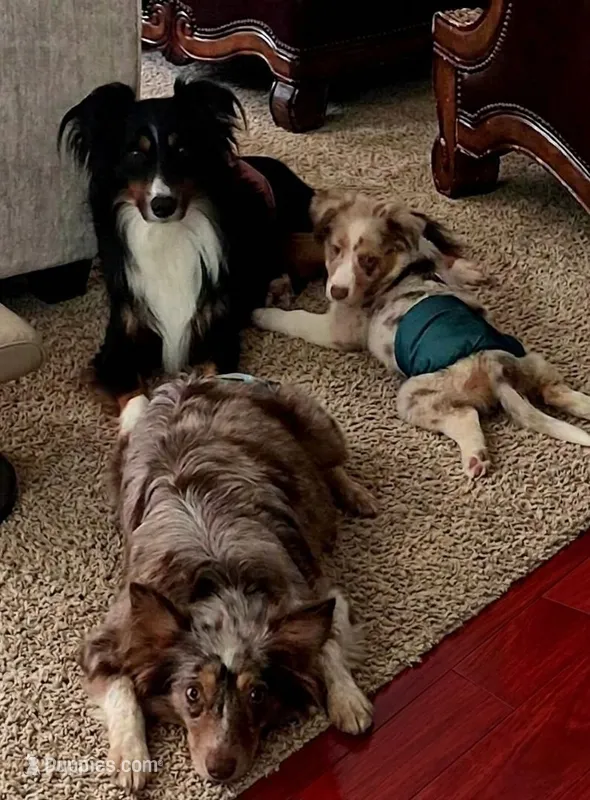 Red – Miniature Australian Shepherd puppy for sale in Lake Charles, LA