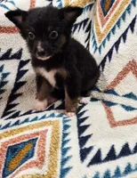 processed/d87077e0-150d-40e7-9b2b-840f6272a440/listing/7d2a1652-49ed-4e32-85a7-c68773220a0c/a77a8b1e-31cf-4830-b6cc-d5140f9413fb