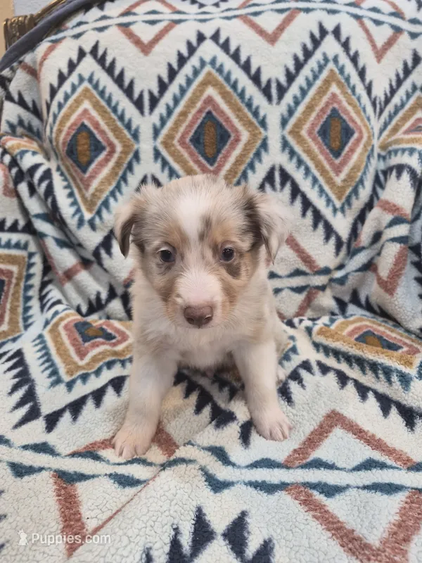 Red – Miniature Australian Shepherd puppy for sale in Lake Charles, LA