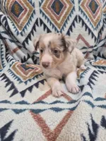Red, a male Miniature Australian Shepherd for sale in Lake Charles, LA – 3 of 5