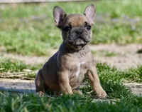 Perry, a male French Bulldog for sale in Springfield, MO – Photo 2 of 10