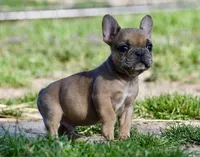 Perry, a male French Bulldog for sale in Springfield, MO – Photo 6 of 10
