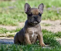 Perry, a male French Bulldog for sale in Springfield, MO – Photo 10 of 10