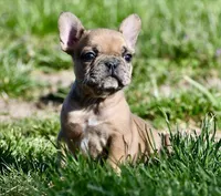 Perry, a male French Bulldog for sale in Springfield, MO – Photo 8 of 10