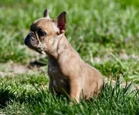 Perry, a male French Bulldog for sale in Springfield, MO – Photo 4 of 10