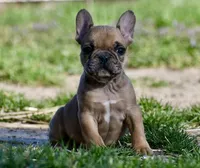 Perry, a male French Bulldog for sale in Springfield, MO – Photo 1 of 10