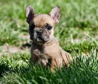 Perry, a male French Bulldog for sale in Springfield, MO – Photo 9 of 10