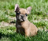 Perry, a male French Bulldog for sale in Springfield, MO – Photo 7 of 10