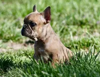 Perry, a male French Bulldog for sale in Springfield, MO – Photo 5 of 10