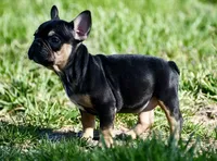 Josie, a female French Bulldog for sale in Springfield, MO – Photo 5 of 10