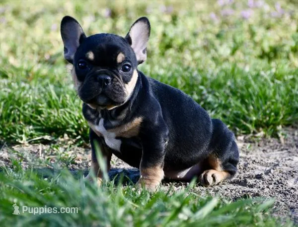 Josie – French Bulldog puppy for sale in Springfield, MO