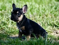 Josie, a female French Bulldog for sale in Springfield, MO – Photo 9 of 10