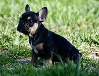 Josie, a female French Bulldog for sale in Springfield, MO – Photo 2 of 10