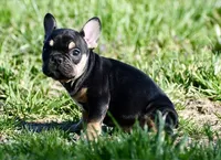 Josie, a female French Bulldog for sale in Springfield, MO – Photo 3 of 10