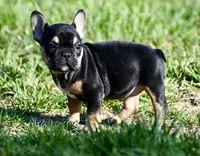 Josie, a female French Bulldog for sale in Springfield, MO – Photo 7 of 10
