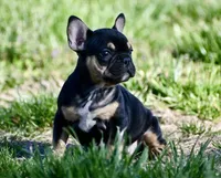 Josie, a female French Bulldog for sale in Springfield, MO – Photo 10 of 10