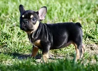 Josie, a female French Bulldog for sale in Springfield, MO – Photo 4 of 10
