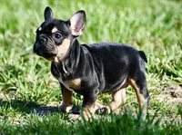 Josie, a female French Bulldog for sale in Springfield, MO – Photo 8 of 10