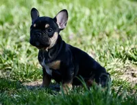 Josie, a female French Bulldog for sale in Springfield, MO – Photo 6 of 10