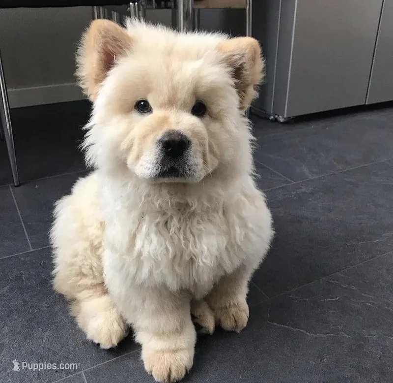 Hans – Chow Chow puppy for sale in Dallas, TX
