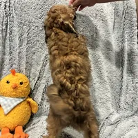 Coco, a female Bichon Frise and Poodle - Miniature  for sale in Seguin, TX – Photo 6 of 7