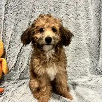 Coco, a female Bichon Frise and Poodle - Miniature  for sale in Seguin, TX – Photo 1 of 7