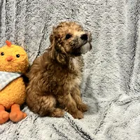 Coco, a female Bichon Frise and Poodle - Miniature  for sale in Seguin, TX – Photo 7 of 7
