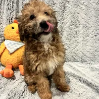 Coco, a female Bichon Frise and Poodle - Miniature  for sale in Seguin, TX – Photo 4 of 7