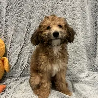 Coco, a female Bichon Frise and Poodle - Miniature  for sale in Seguin, TX – Photo 3 of 7