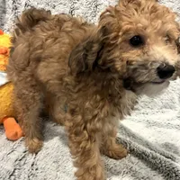 Coco, a female Bichon Frise and Poodle - Miniature  for sale in Seguin, TX – Photo 2 of 7