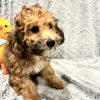 Coco, a female Bichon Frise and Poodle - Miniature  for sale in Seguin, TX – Photo 5 of 7