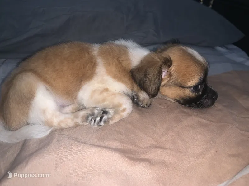 Non – Pugapoo, Chihuahua puppy for sale in Hemet, CA