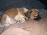 Non, a male Pugapoo and Chihuahua for sale in Hemet, CA – 1 of 2