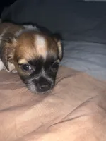 Non, a male Pugapoo and Chihuahua for sale in Hemet, CA – 2 of 2