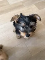 Milo, a male Yorkshire Terrier for sale in Chicago, IL – Photo 2 of 2