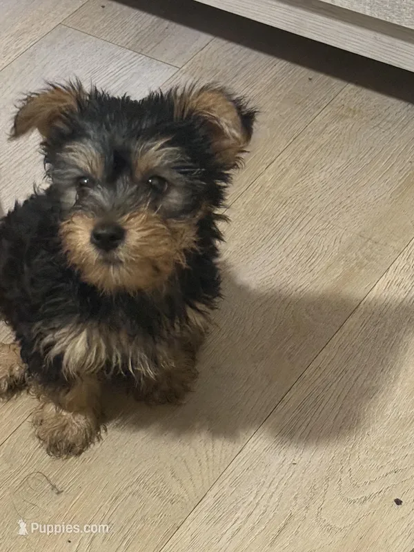 Milo – Yorkshire Terrier puppy for sale in Chicago, IL