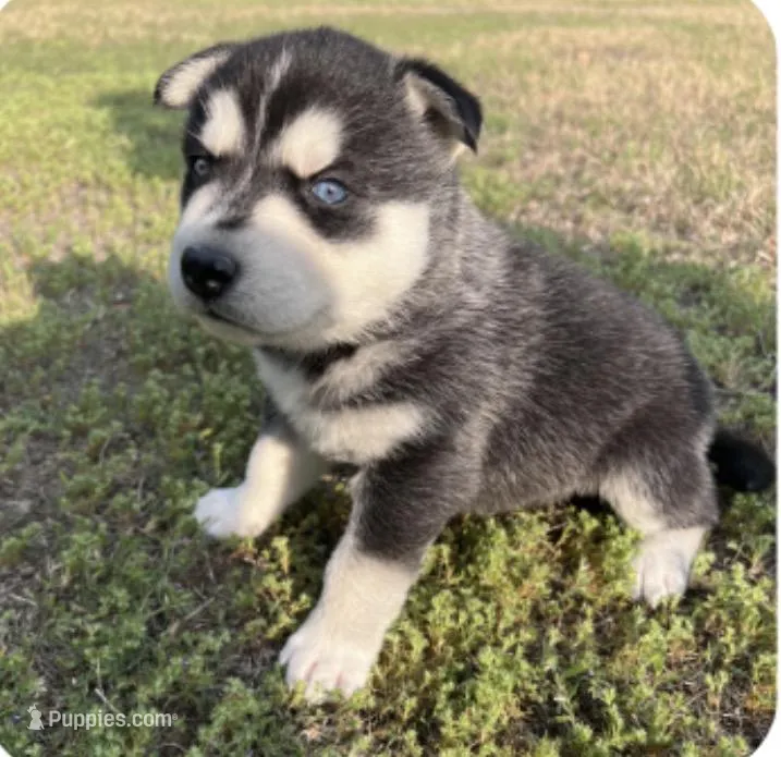 Koda – German Shepherd Dog, Siberian Husky puppy for sale in Hope Mills, NC