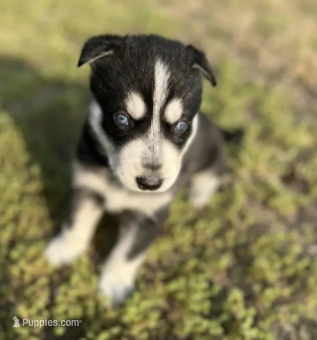 Atlas  – German Shepherd Dog, Siberian Husky puppy for sale in Hope Mills, NC