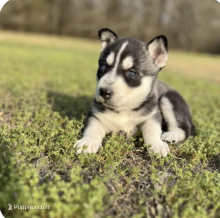 Raya – German Shepherd Dog, Siberian Husky puppy for sale in Hope Mills, NC