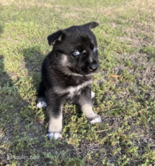 Jupiter  – German Shepherd Dog, Siberian Husky puppy for sale in Hope Mills, NC