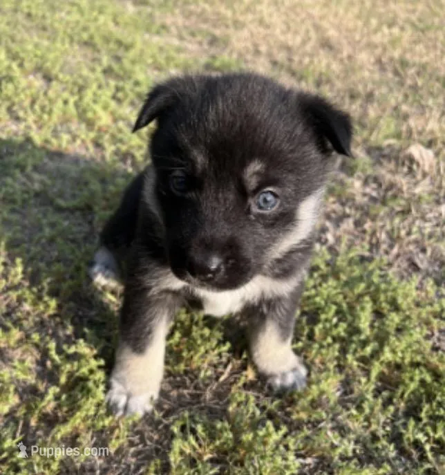 Kira – German Shepherd Dog, Siberian Husky puppy for sale in Hope Mills, NC