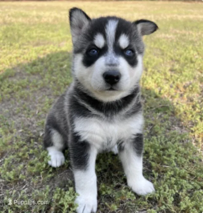 Freya – German Shepherd Dog, Siberian Husky puppy for sale in Hope Mills, NC