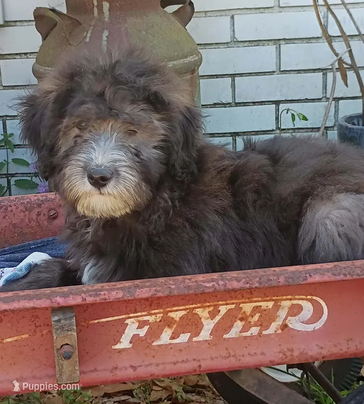 Yellow collar – Sheepadoodle puppy for sale in Seminole, AL