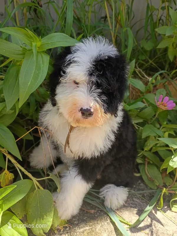 White – Sheepadoodle puppy for sale in Seminole, AL