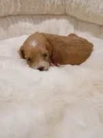 Pink, a female Cockapoo for sale in Seminole, AL – 2 of 2