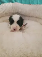 Pink, a female Sheepadoodle for sale in Seminole, AL – 2 of 2