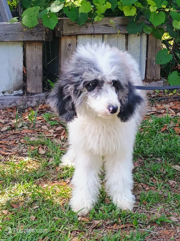 Pink – Poodle - Multi-Colored Standard puppy for sale in Seminole, AL