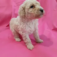 White collar, a male Poodle - Standard  for sale in Seminole, AL – Photo 5 of 7